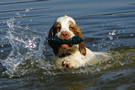 Dukeries' Clumber Spaniel Leya