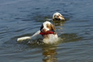 Dukeries' Clumber Spaniel Leya