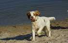 Dukeries' Clumber Spaniel Leya