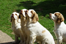 Dukeries' Clumber Spaniel Aven