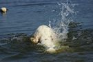 Dukeries' Clumber Spaniel Sparkle