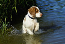 Dukeries' Clumber Spaniel Deli