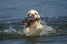 Dukeries' Clumber Spaniel Sparkle