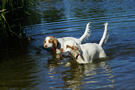 Dukeries' Clumber Spaniel Deli