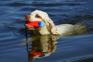 Dukeries' Clumber Spaniel Sparkle