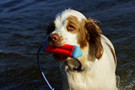 Dukeries' Clumber Spaniel Leya