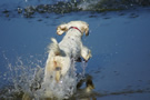 Dukeries' Clumber Spaniel Sparkle