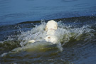 Dukeries' Clumber Spaniel Sparkle