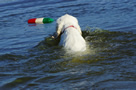 Dukeries' Clumber Spaniel Sparkle