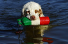 Dukeries' Clumber Spaniel Sparkle