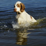 Dukeries' Clumber Spaniel Leya