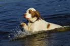 Dukeries' Clumber Spaniel Leya