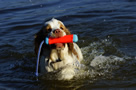 Dukeries' Clumber Spaniel Leya