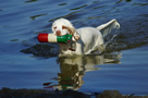 Dukeries' Clumber Spaniel Sparkle