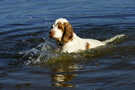 Dukeries' Clumber Spaniel Leya