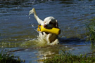 Dukeries' Clumber Spaniel Sparkle