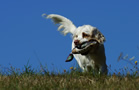 Dukeries' Clumber Spaniel Sparkle