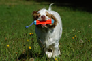 Dukeries' Clumber Spaniel Leya