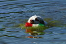 Dukeries' Clumber Spaniel Sparkle