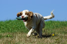 Dukeries' Clumber Spaniel Leya