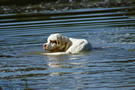 Dukeries' Clumber Spaniel Sparkle