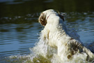 Dukeries' Clumber Spaniel Sparkle