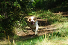 Dukeries' Clumber Spaniel Leya