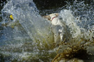 Dukeries' Clumber Spaniel Sparkle