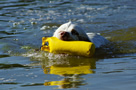 Dukeries' Clumber Spaniel Sparkle