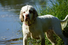 Dukeries' Clumber Spaniel Sparkle