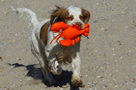 Clumber Spaniel