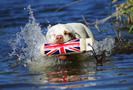 Dukeries' Clumber Spaniel Sparkle