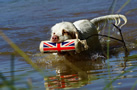 Dukeries' Clumber Spaniel Sparkle