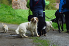 Clumber Spaniel Junghunde