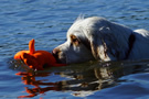 Clumber Spaniel