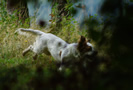 Clumber Spaniel