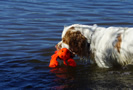 Clumber Spaniel