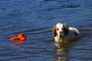 Clumber Spaniel Junghunde