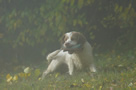 Clumber Spaniel im Nebel