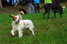 Dukeries' Clumber Spaniel Leya