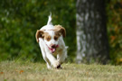 Dukeries' Clumber Spaniel Deli