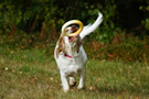 Clumber Spaniel Junghunde