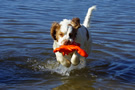 Dukeries' Clumber Spaniel Aven