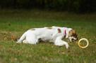 Clumber Spaniel