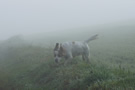 Clumber Spaniel im Nebel