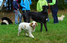 Clumber Spaniel