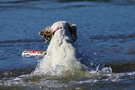 Dukeries' Clumber Spaniel Sparkle