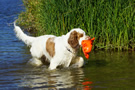 Clumber Spaniel