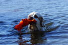 Clumber Spaniel