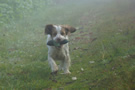 Clumber Spaniel im Nebel